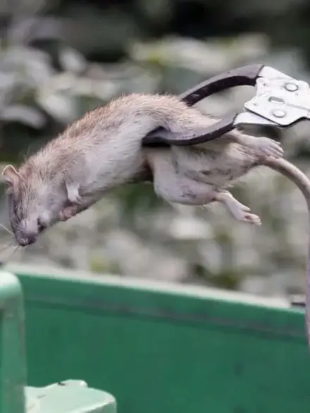 dératisation à marrakech