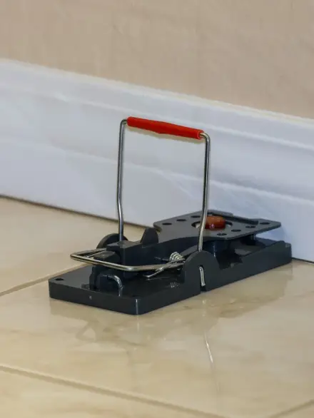 Société de Dératisation à marrakech